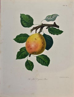 Pera Doyenne Roja: Grabado original coloreado a mano del siglo XIX por Sir William Hooker