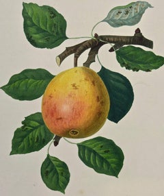 Red Doyenne Pear: Original 19th C. Hand-colored Engraving by Sir William Hooker