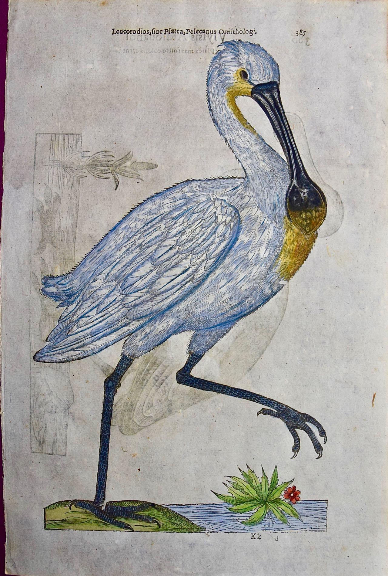 Ulisse Aldrovandi Animal Print - A 16th/17th Century Hand-colored Engraving of a Spoonbill Bird by Aldrovandi