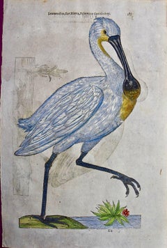 A 16th/17th Century Hand-colored Engraving of a Spoonbill Bird by Aldrovandi
