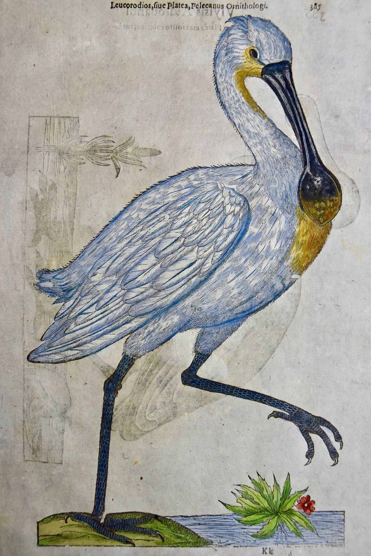 A 16th/17th Century Hand-colored Engraving of a Spoonbill Bird by Aldrovandi - Print by Ulisse Aldrovandi