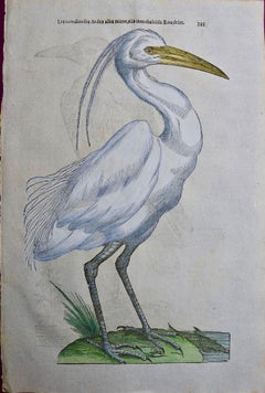 Antique A 16th/17th Century Hand-colored Engraving of a White Heron Bird by Aldrovandi