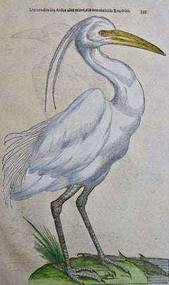 A 16th/17th Century Hand-colored Engraving of a White Heron Bird by Aldrovandi