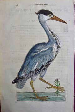 Antique A 16th/17th Century Hand-colored Engraving of a Grey Heron Bird by Aldrovandi