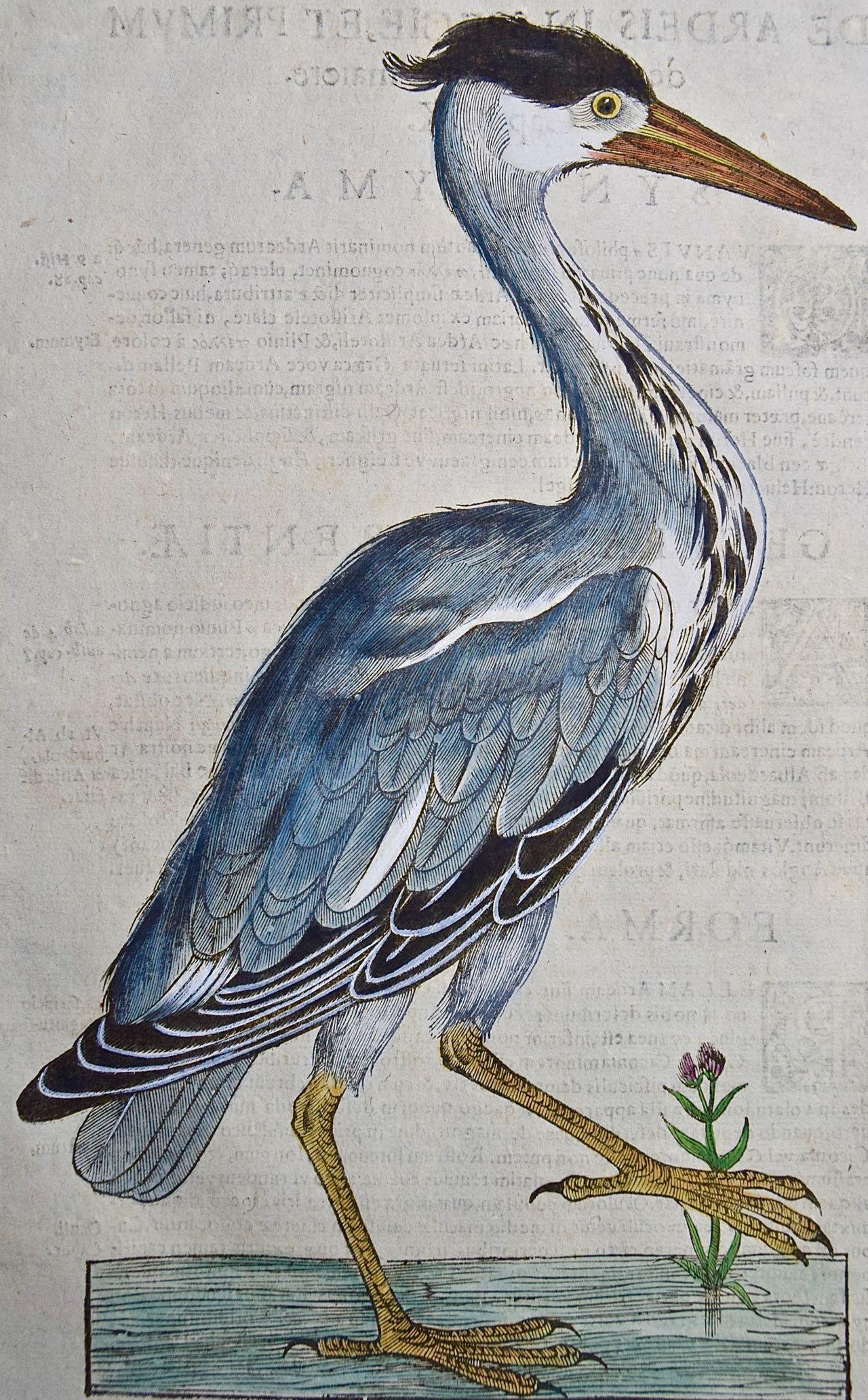 A 16th/17th Century Hand-colored Engraving of a Grey Heron Bird by Aldrovandi - Print by Ulisse Aldrovandi