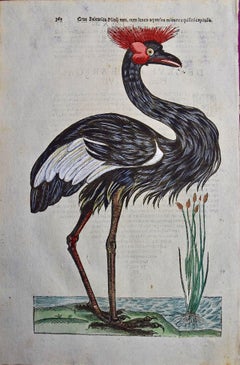 Crowned Heron Bird: A 16th/17th Century Hand-colored Engraving by Aldrovandi