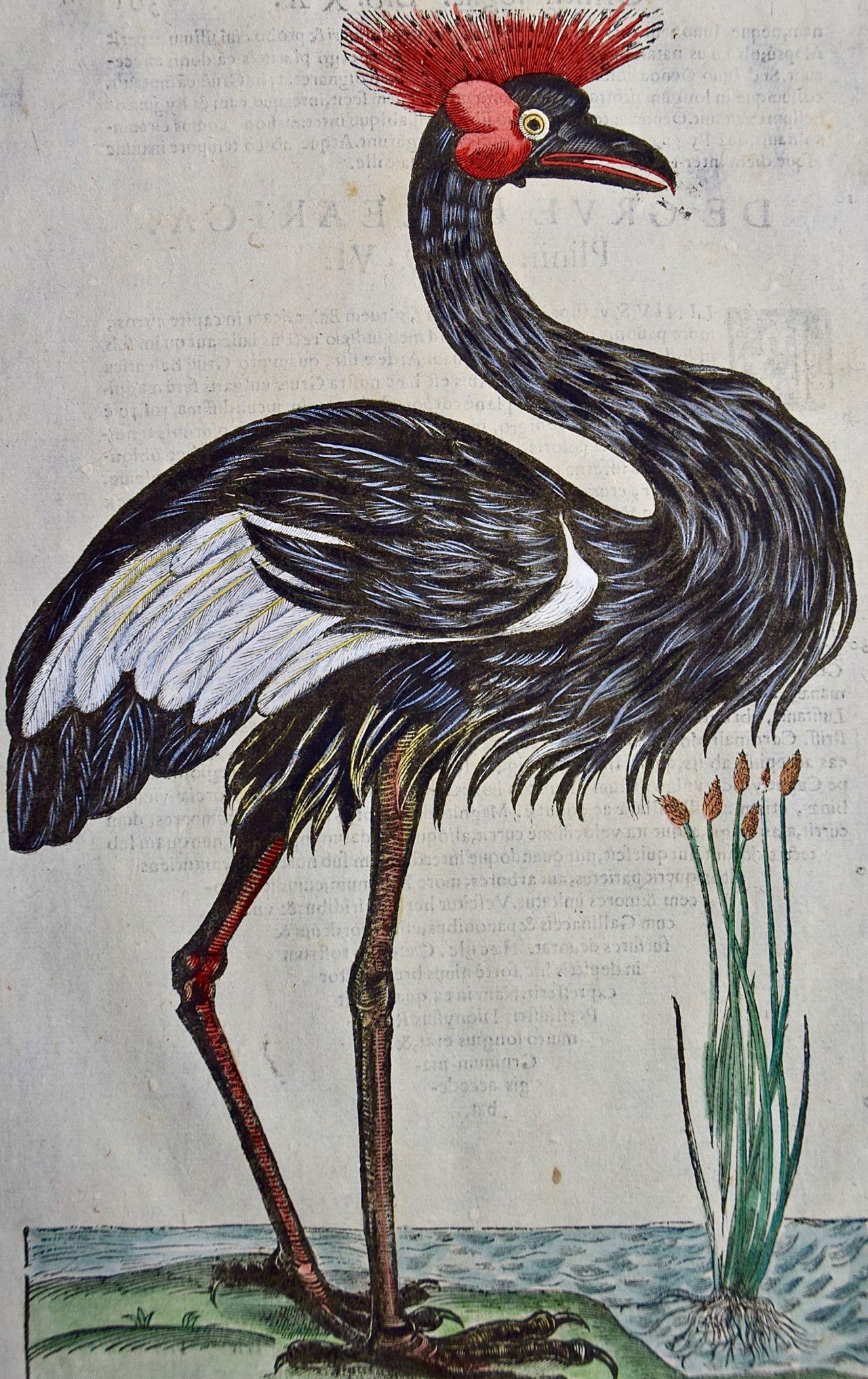 Oiseau héron couronné : Gravure colorée à la main du 16e/17e siècle par Aldrovandi - Print de Ulisse Aldrovandi