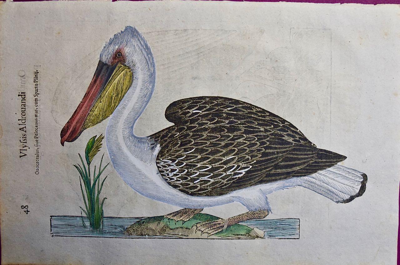 Ulisse Aldrovandi Landscape Print -  Pelican Bird: A 16th/17th Century Hand-colored Engraving by Aldrovandi