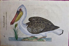 Pelican Bird: A 16th/17th Century Hand-colored Engraving by Aldrovandi