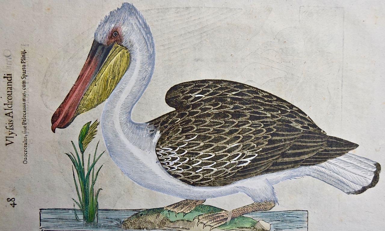  Pelican Bird: A 16th/17th Century Hand-colored Engraving by Aldrovandi - Print by Ulisse Aldrovandi