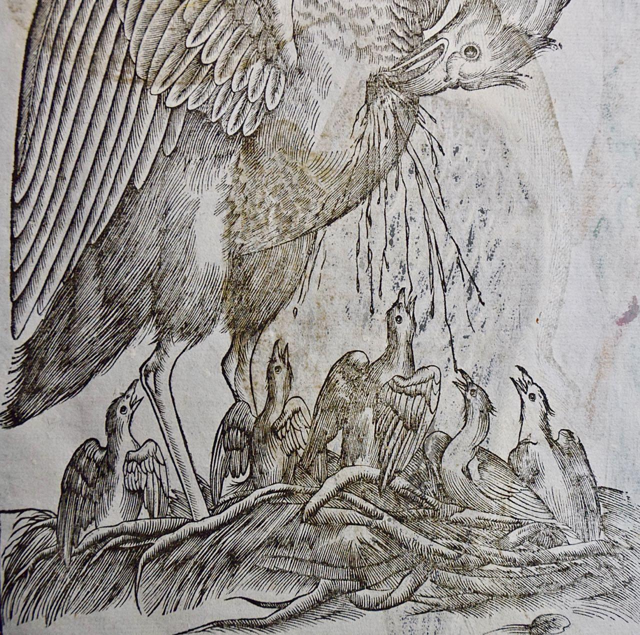  Pelican Bird: A 16th/17th Century Hand-colored Engraving by Aldrovandi - Gray Landscape Print by Ulisse Aldrovandi