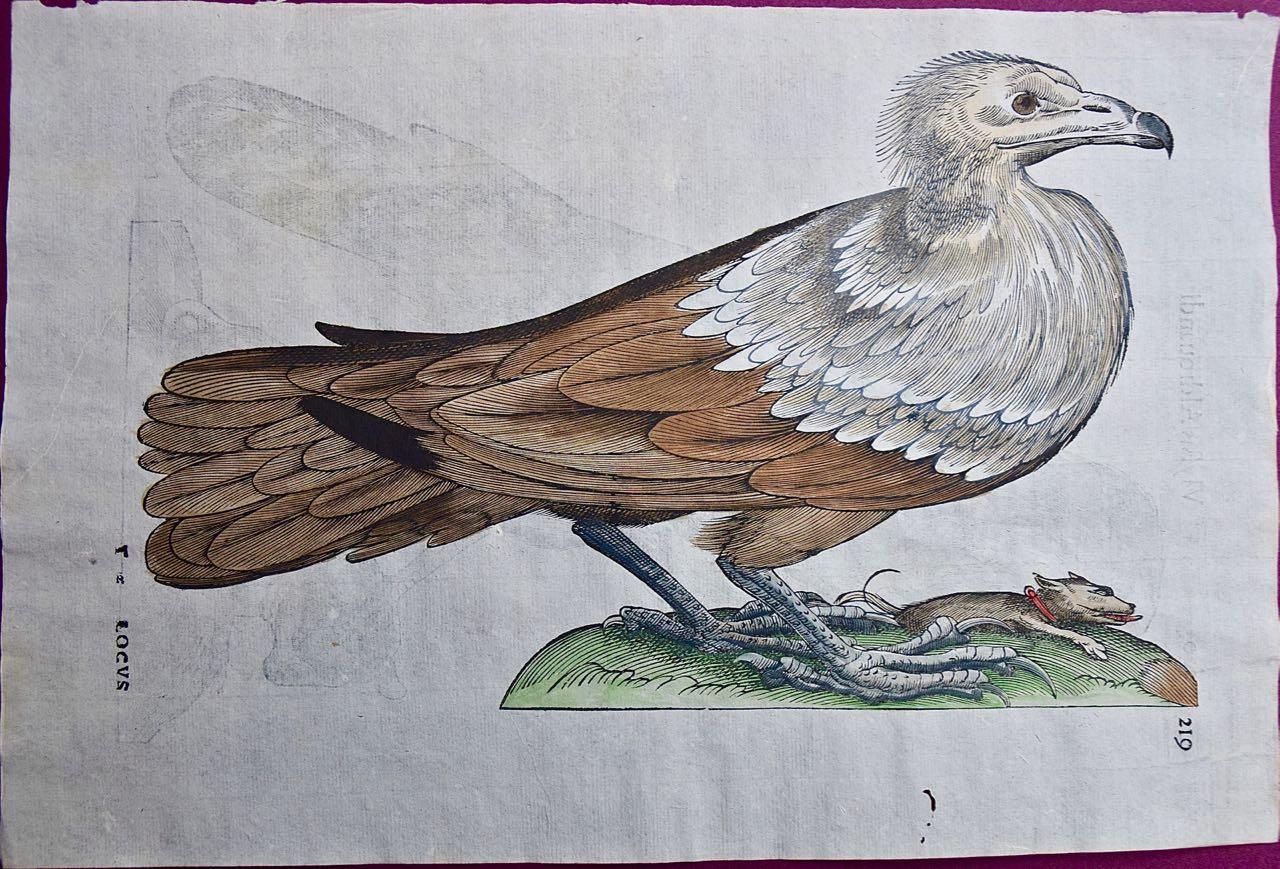 Oiseau de préie : Gravure colorée à la main du 16e/17e siècle par Aldrovandi