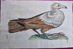 Antique Bird of Prey: A 16th/17th Century Hand-colored Engraving by Aldrovandi