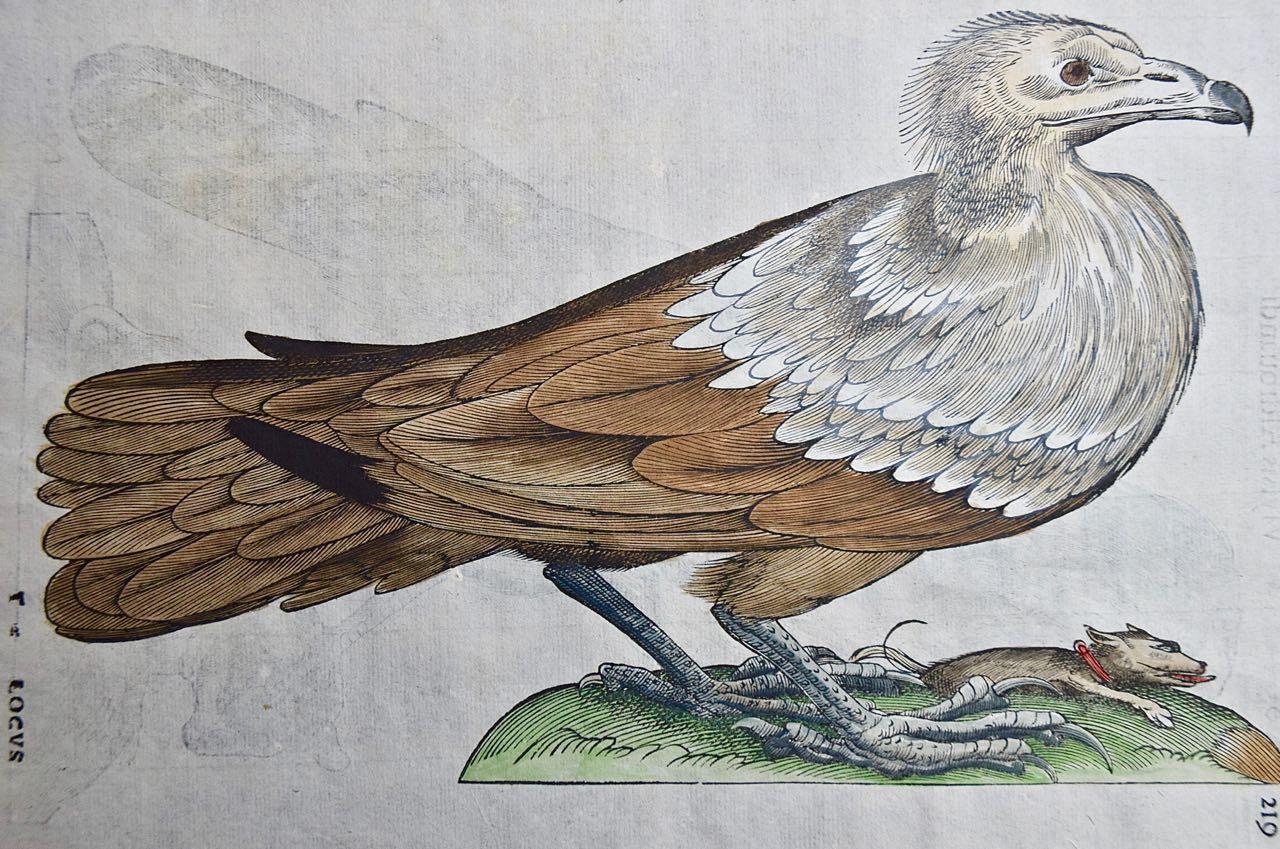 Bird of Prey: A 16th/17th Century Hand-colored Engraving by Aldrovandi - Print by Ulisse Aldrovandi