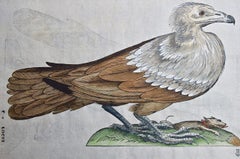 Bird of Prey: A 16th/17th Century Hand-colored Engraving by Aldrovandi