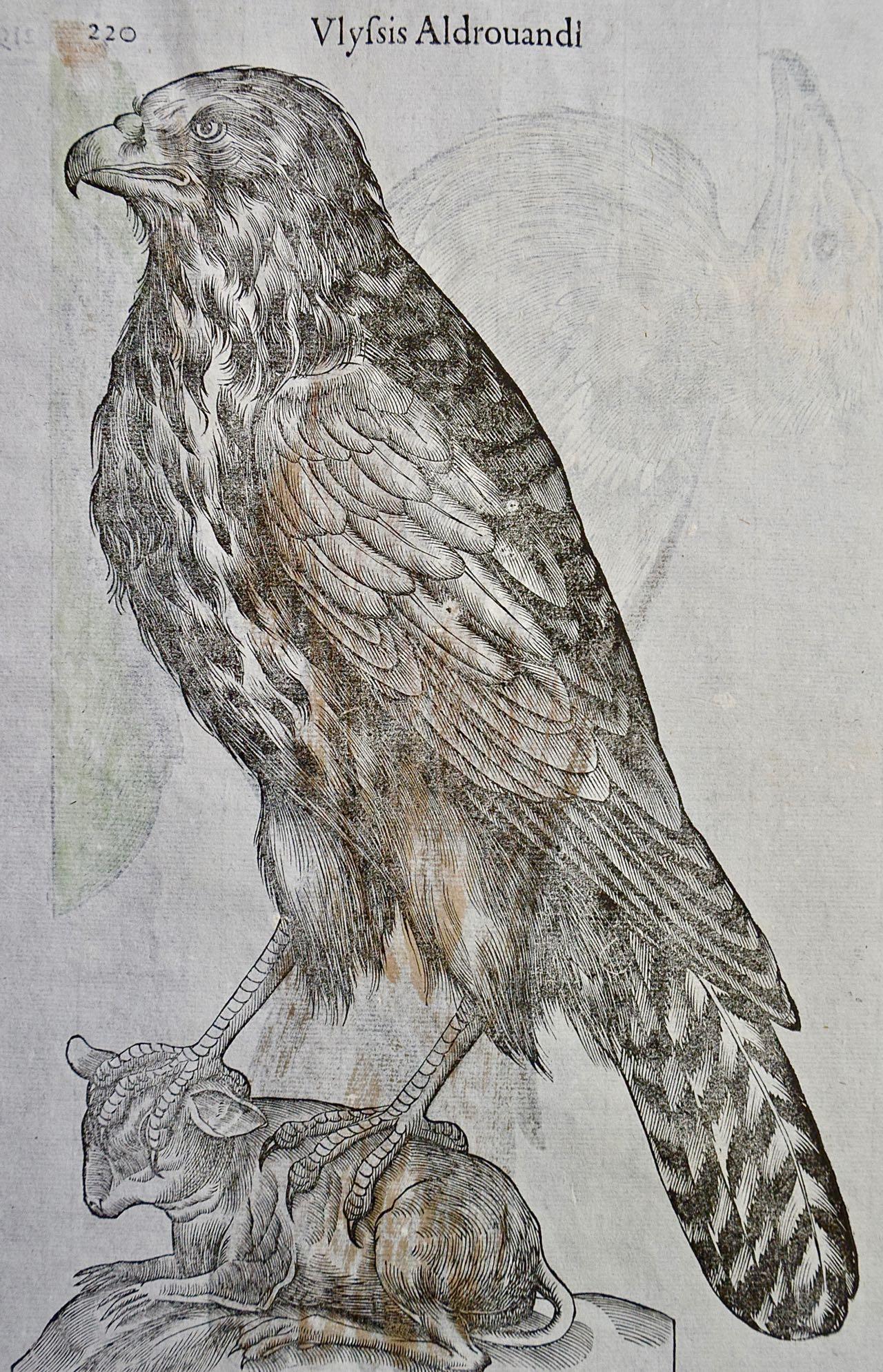 renaissance bird painting