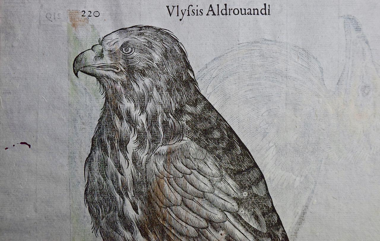 Bird of Prey: A 16th/17th Century Hand-colored Engraving by Aldrovandi - Naturalistic Print by Ulisse Aldrovandi