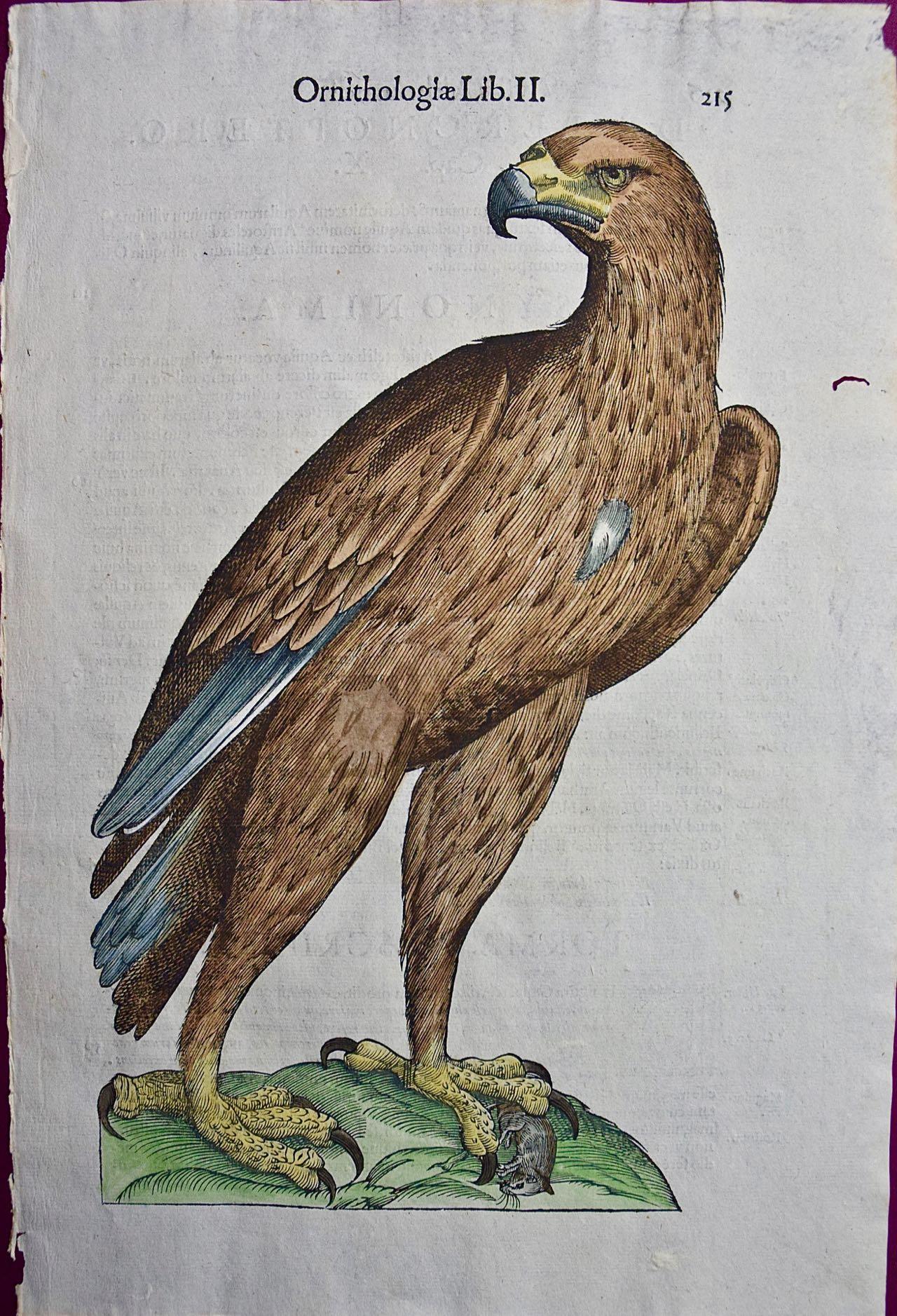 aigle : Gravure colorée à la main par Aldrovandi, 16e/17e siècle
