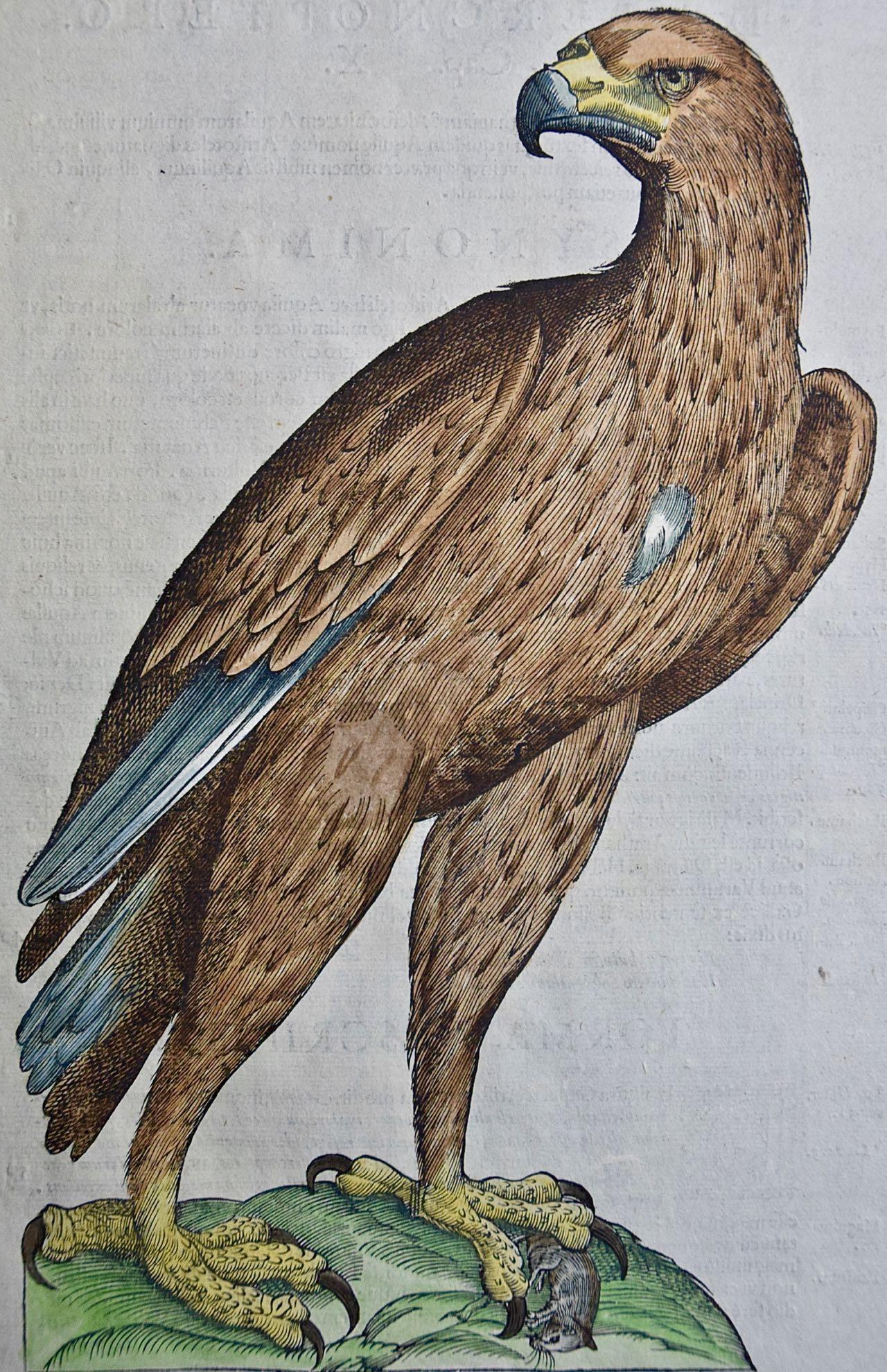 Eagle: A 16th/17th Century Hand-colored Engraving by Aldrovandi - Print by Ulisse Aldrovandi