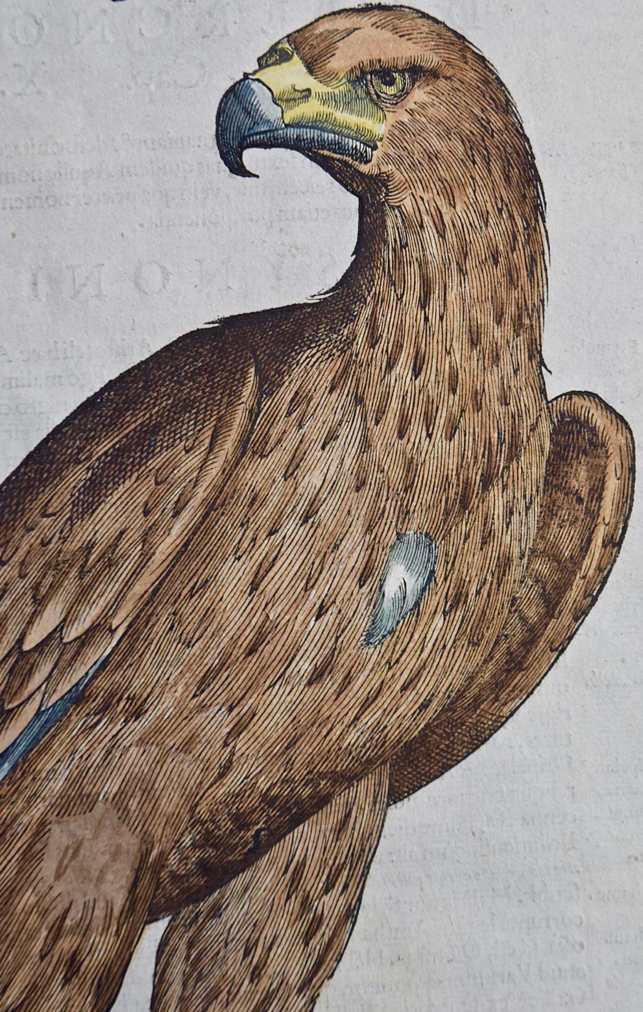 aigle : Gravure colorée à la main par Aldrovandi, 16e/17e siècle - Naturalisme Print par Ulisse Aldrovandi