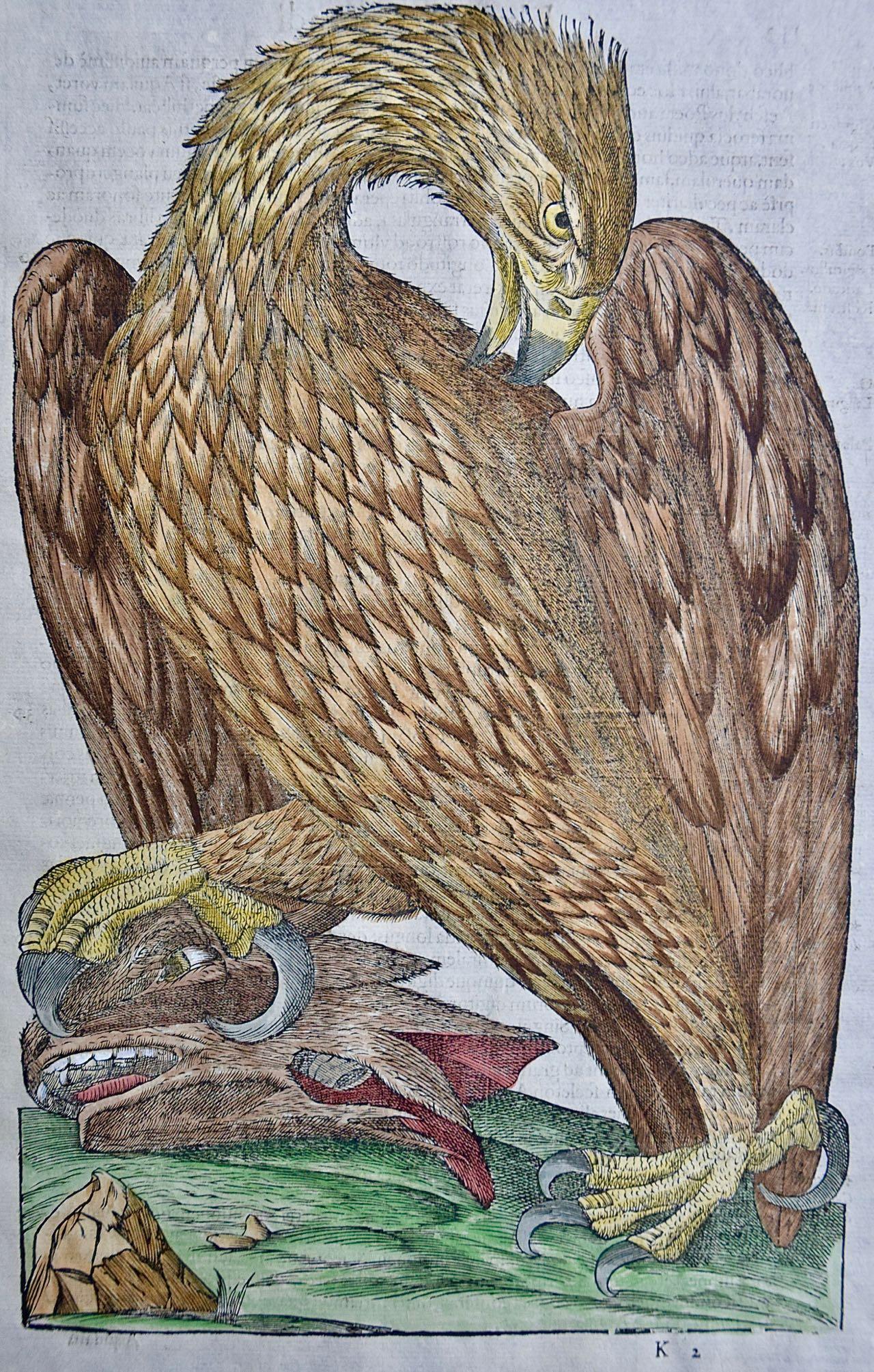 Eagle: A 16th/17th Century Hand-colored Engraving by Aldrovandi - Print by Ulisse Aldrovandi