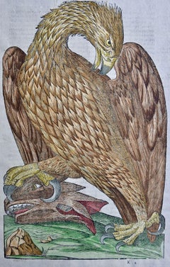 Eagle: A 16th/17th Century Hand-colored Engraving by Aldrovandi
