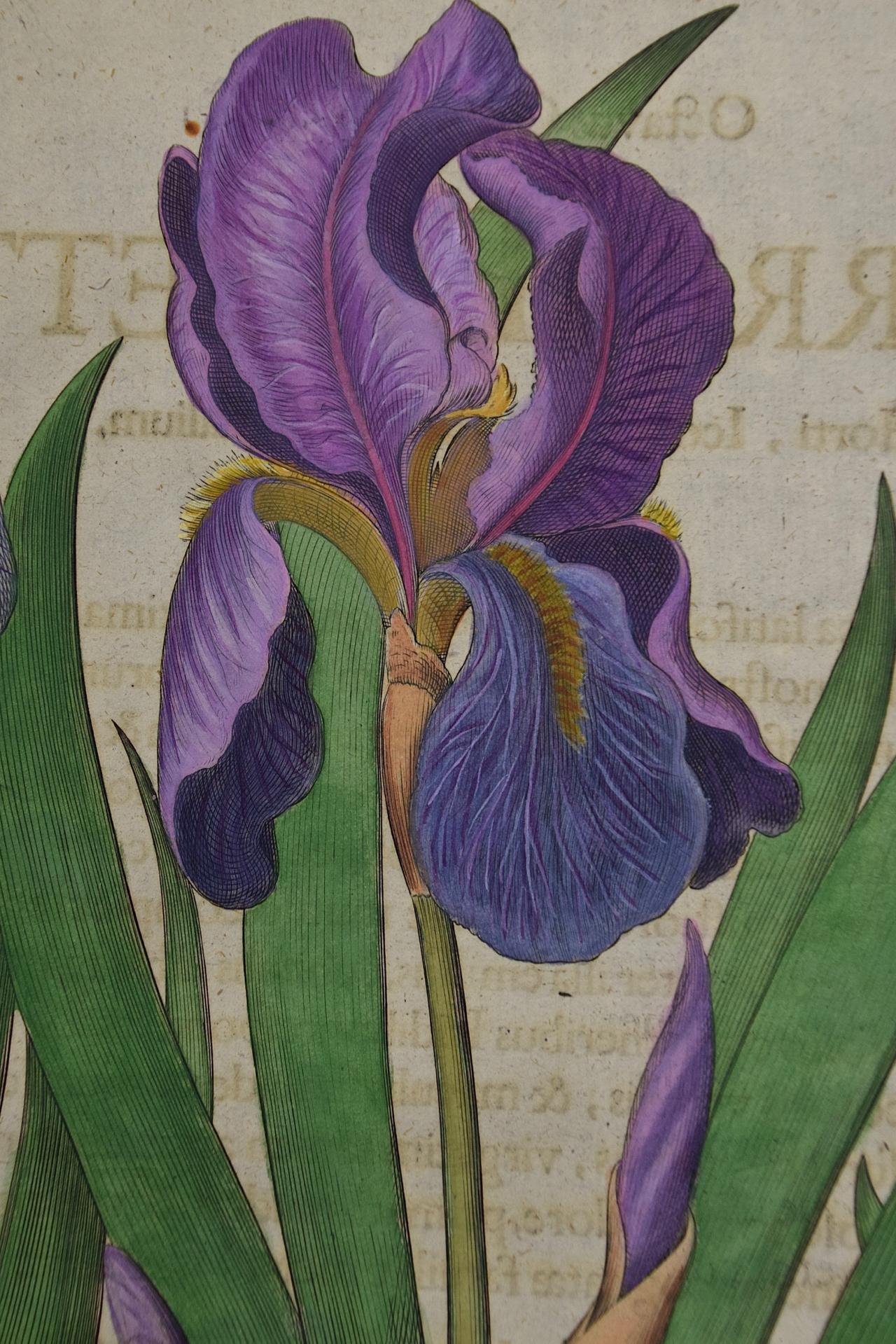 iris botanical