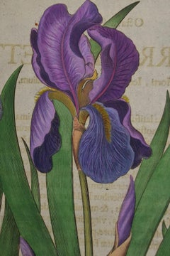 Blumen blühende Irispflanzen: Ein handkoloriertes botanisches Gravurwerk von Basilius Besler