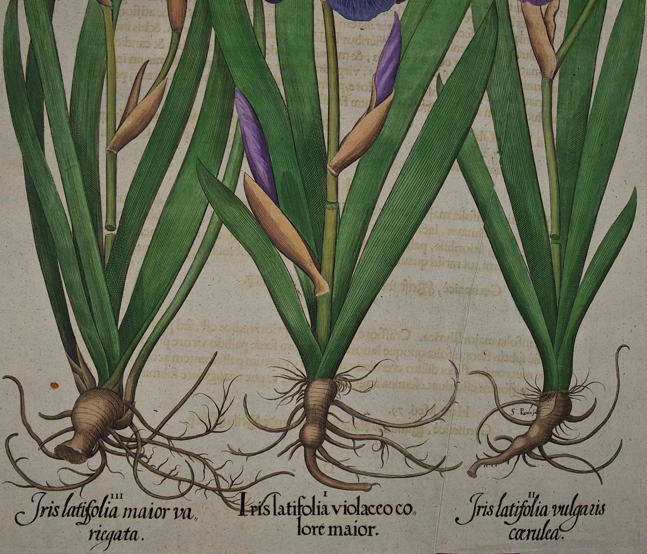 Flowering Iris Plants: A Basilius Besler Hand-colored Botanical Engraving 1