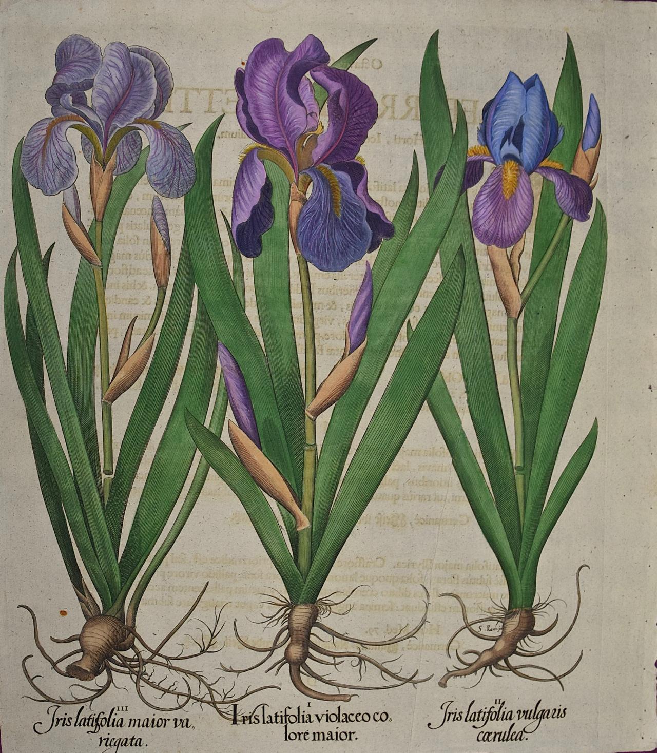 Flowering Iris Plants: A Basilius Besler Hand-colored Botanical Engraving