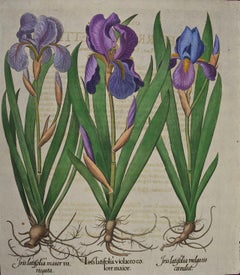 Peinture botanique d'un iris en fleurs : Gravure de Basilius Besler colorée à la main
