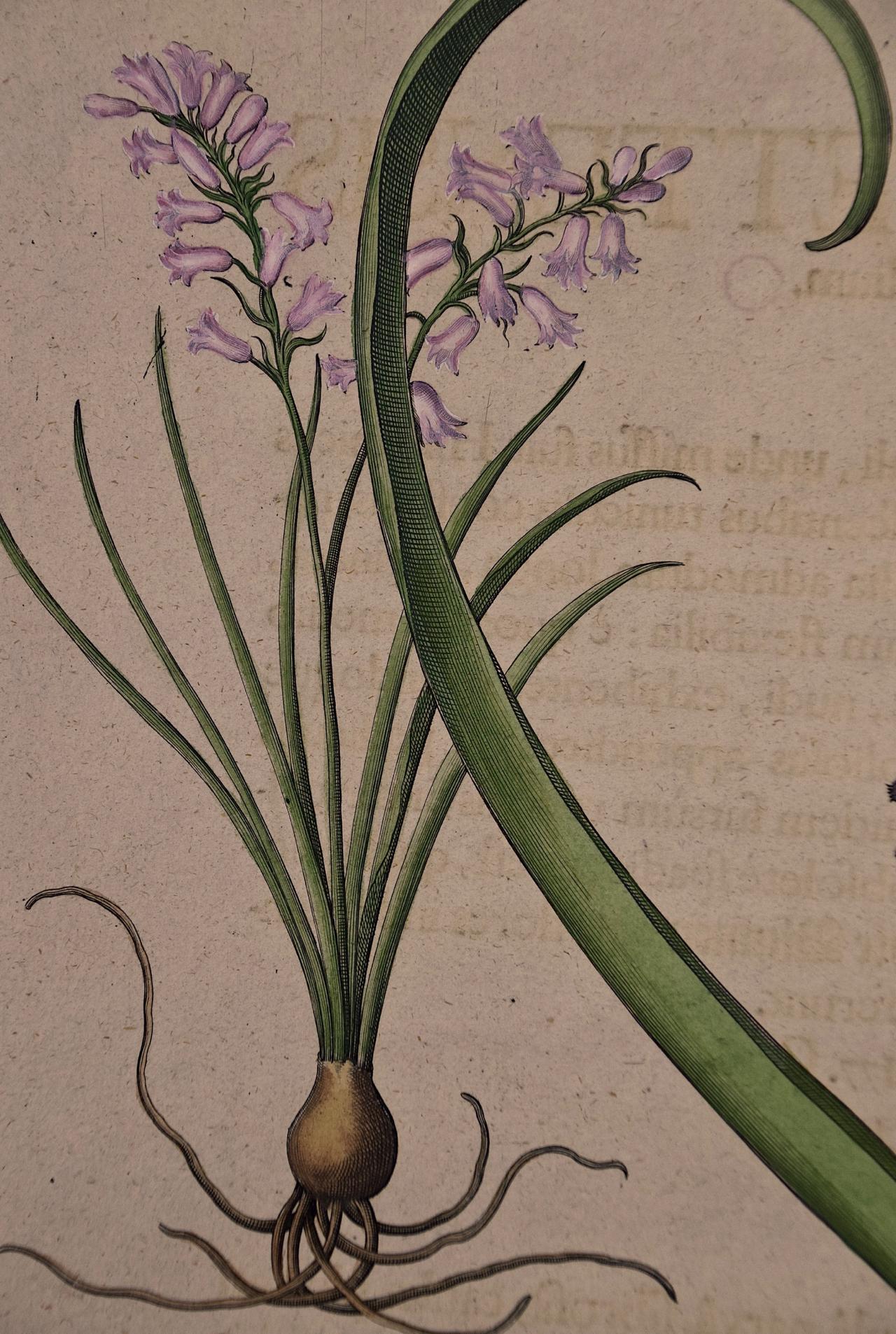 Flowering Hyacinth & Calla Plants: A Besler Hand-colored Botanical Engraving - Print by Basilius Besler