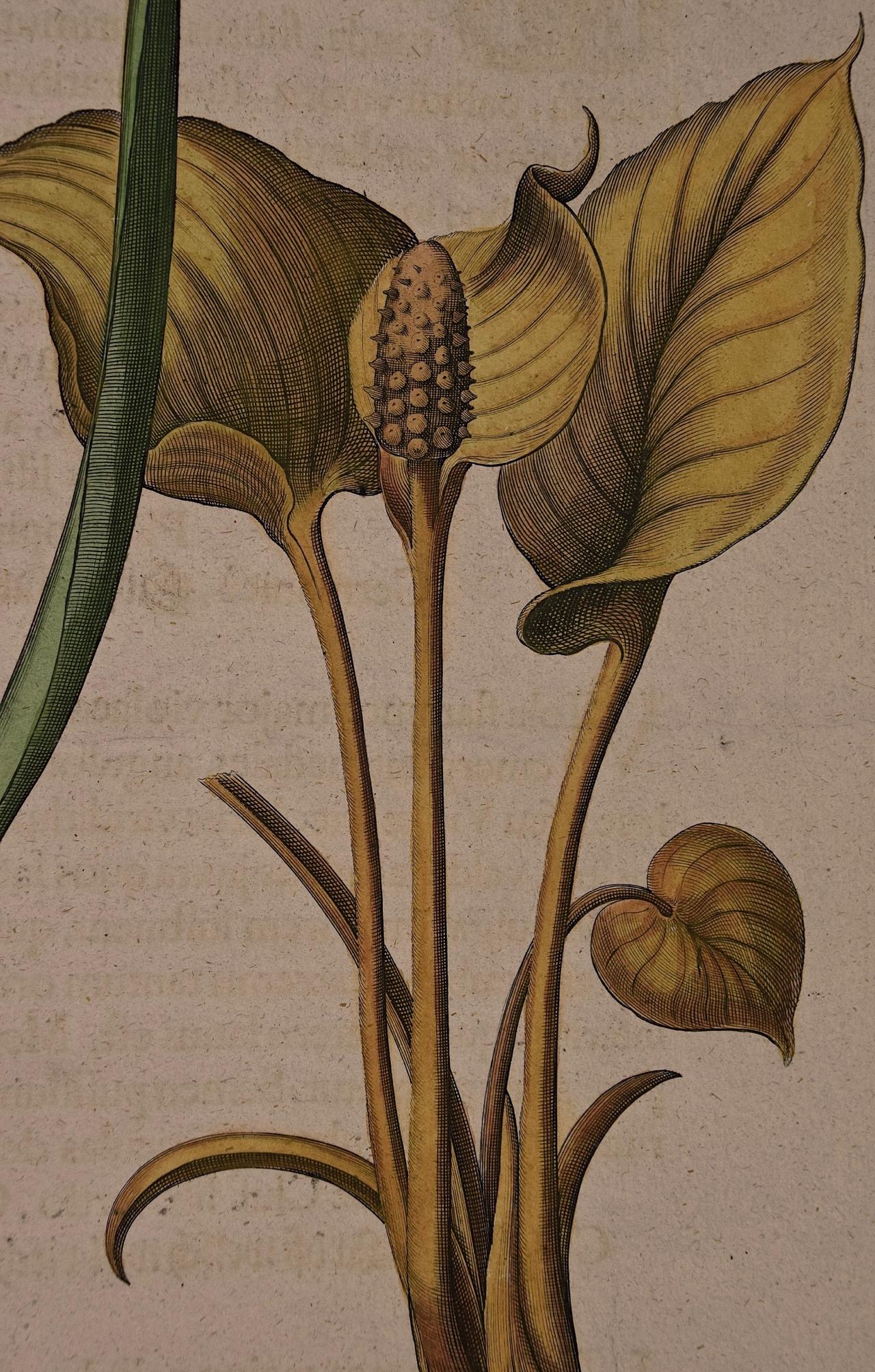 hyacinth botanical illustration