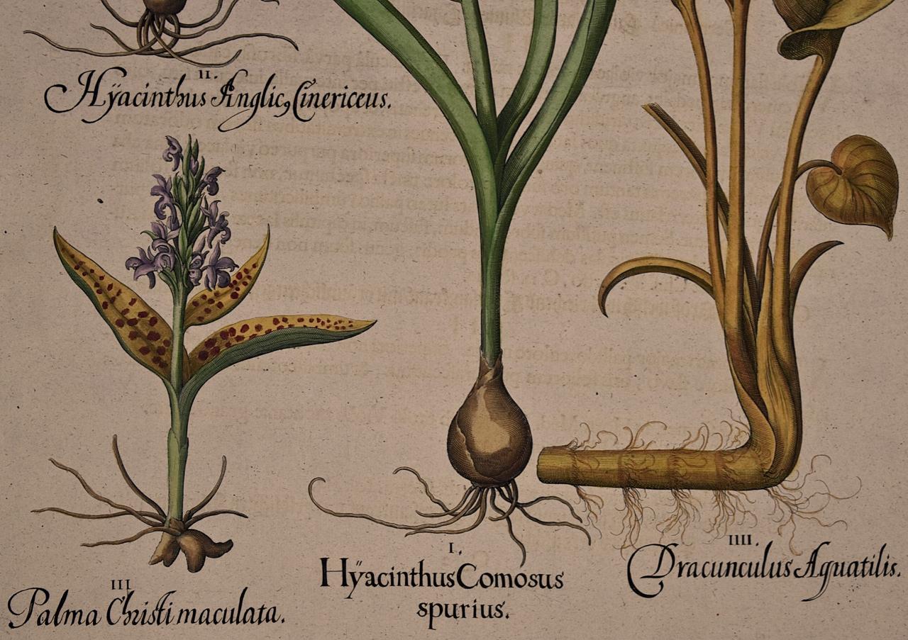 Flowering Hyacinth & Calla Plants: A Besler Hand-colored Botanical Engraving - Academic Print by Basilius Besler