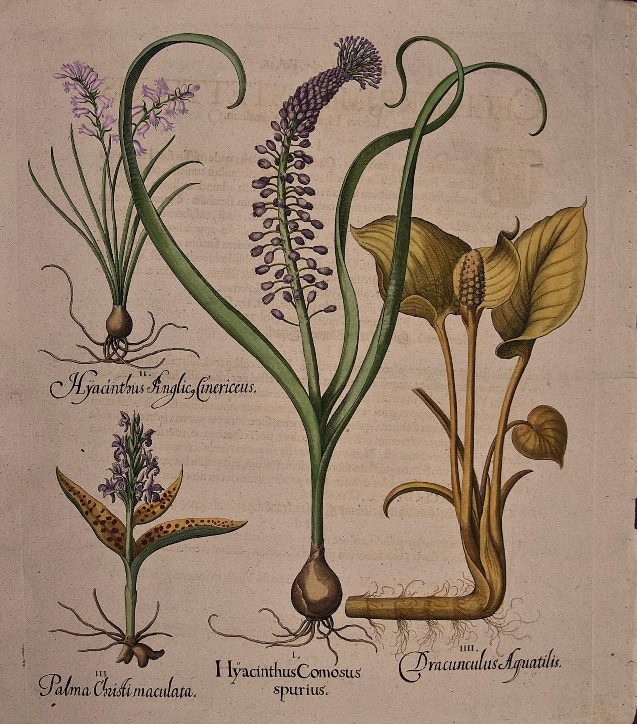 Basilius Besler Figurative Print - Flowering Hyacinth & Calla Plants: A Besler Hand-colored Botanical Engraving