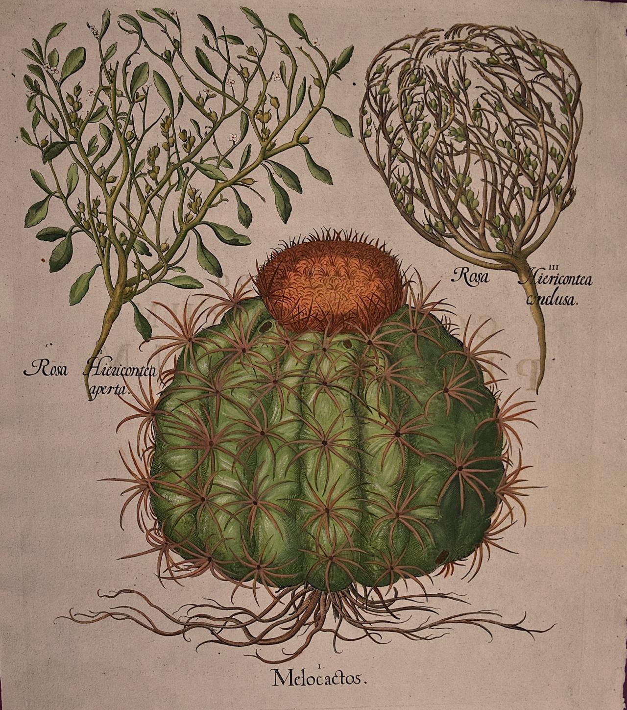 Cactus & Rose of Jericho Plants: A Besler Hand-colored Botanical Engraving 