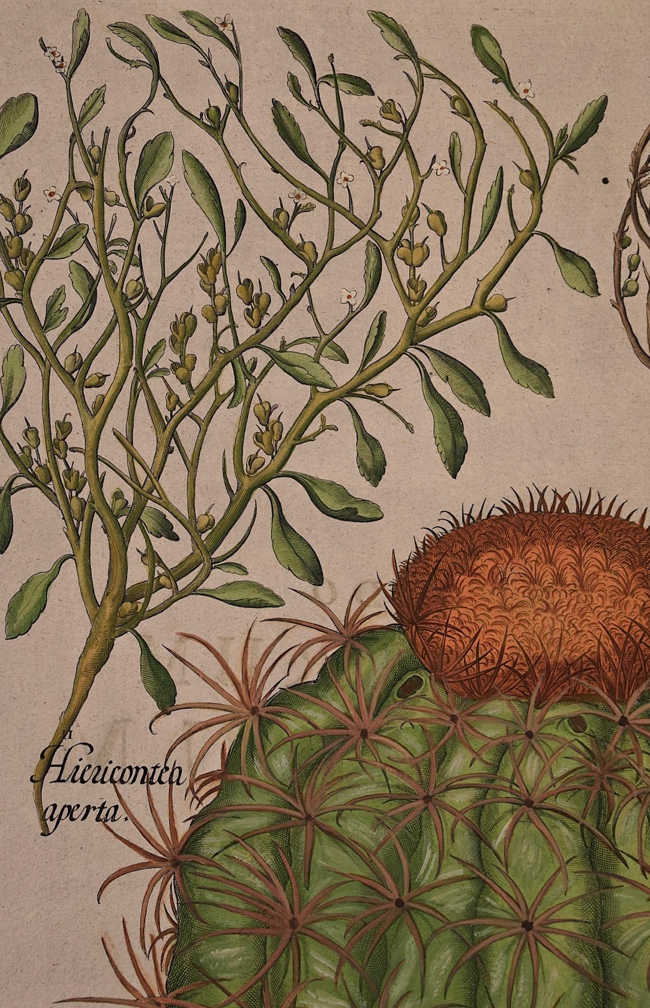 Cactus & Rose of Jericho Plants: A Besler Hand-colored Botanical Engraving  - Print by Basilius Besler