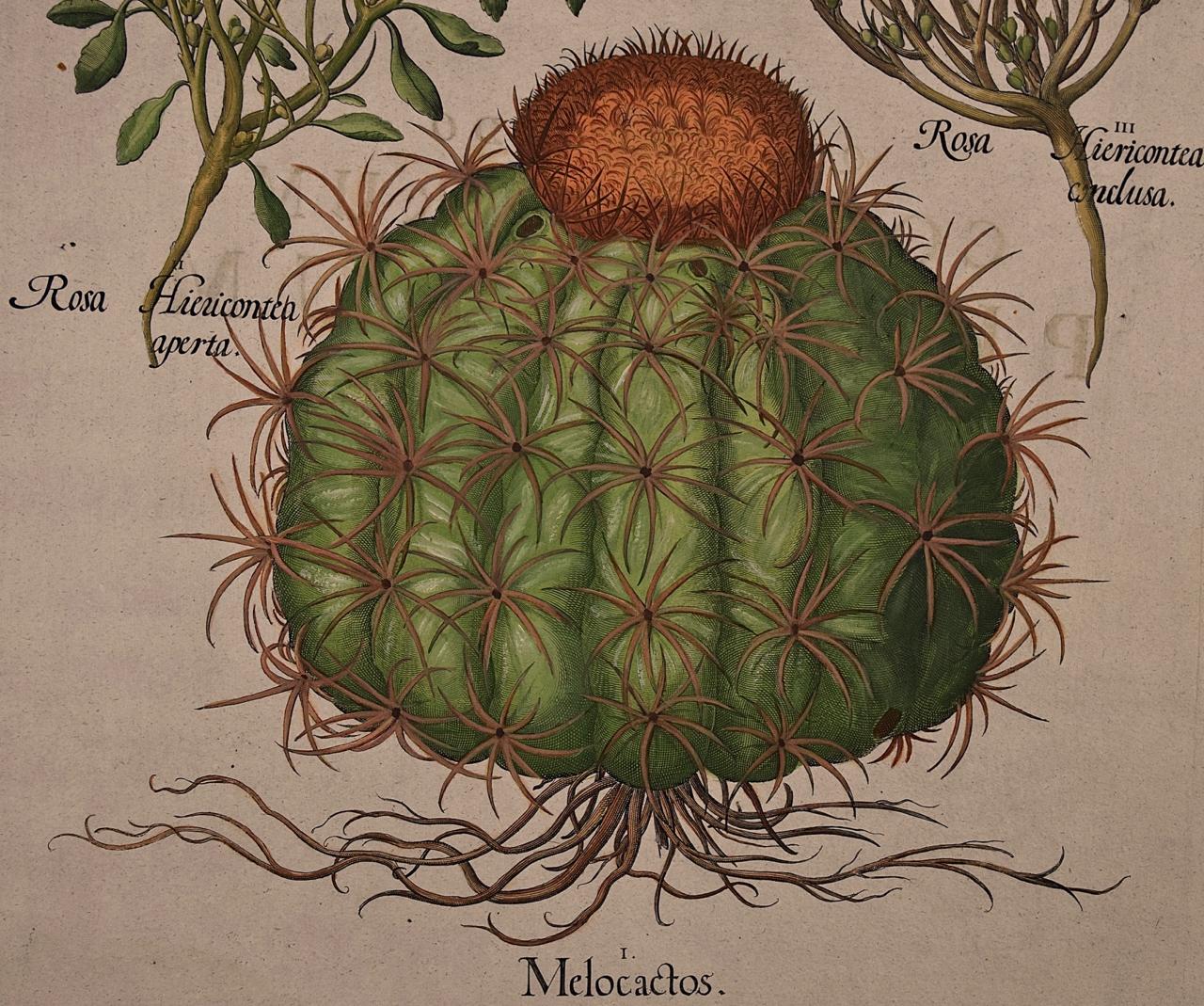 cactus anatomy diagram