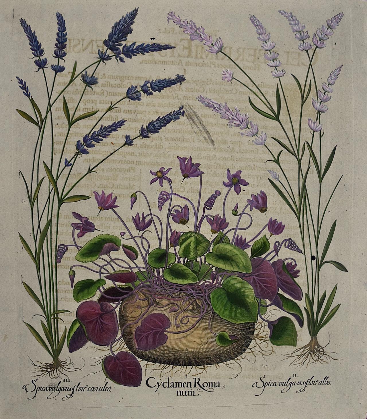 Basilius Besler Still-Life Print - Besler Hand-colored Botanical Engraving of Flowering Cyclamen & Lavender Plants