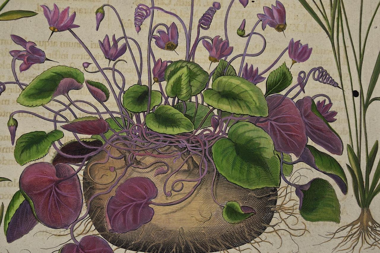 Besler Hand-colored Botanical Engraving of Flowering Cyclamen & Lavender Plants - Print by Basilius Besler