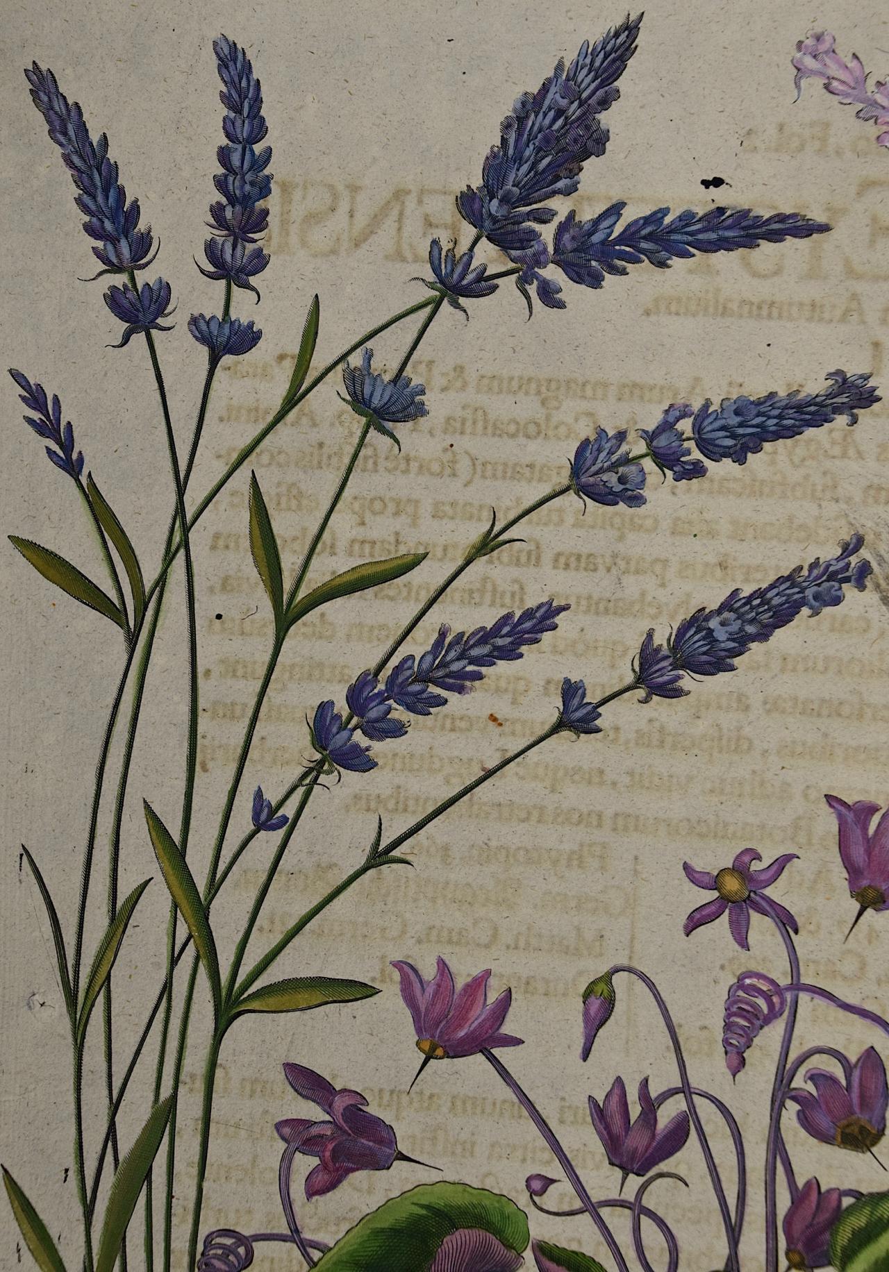 Besler Hand-colored Botanical Engraving of Flowering Cyclamen & Lavender Plants - Academic Print by Basilius Besler