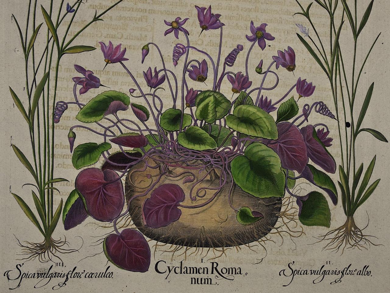 A hand-colored copper plate engraving depicting flowering 