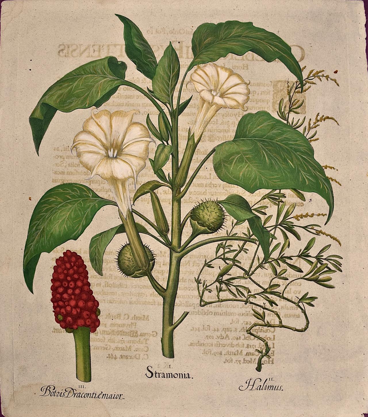 Basilius Besler Still-Life Print - Besler Hand-colored Botanical Engraving of Flowering Green Dragon Plants  