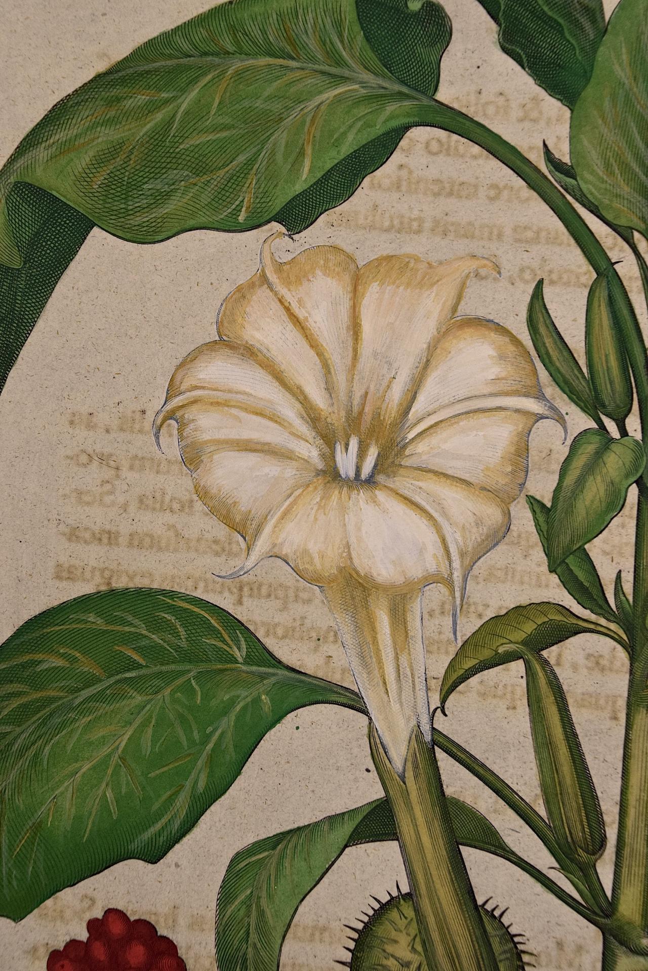 Besler Hand-colored Botanical Engraving of Flowering Green Dragon Plants   - Print by Basilius Besler
