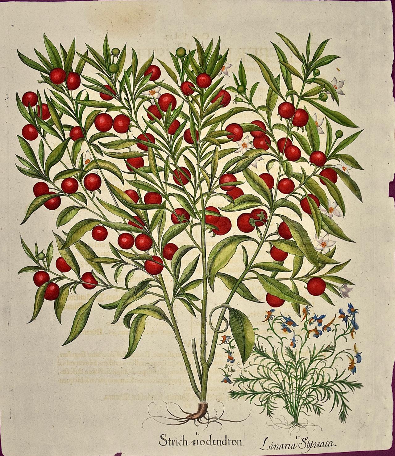Basilius Besler Figurative Print - Flowering Jerusalem Cherry Plants: A Besler Hand-colored Botanical Engraving