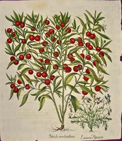 Flowering Jerusalem Cherry Plants: A Besler Hand-colored Botanical Engraving