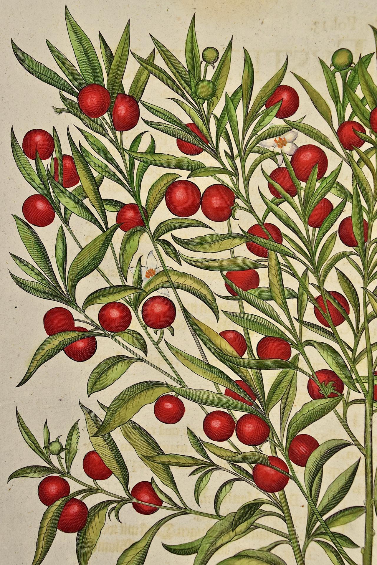 Flowering Jerusalem Cherry Plants: A Besler Hand-colored Botanical Engraving - Print by Basilius Besler