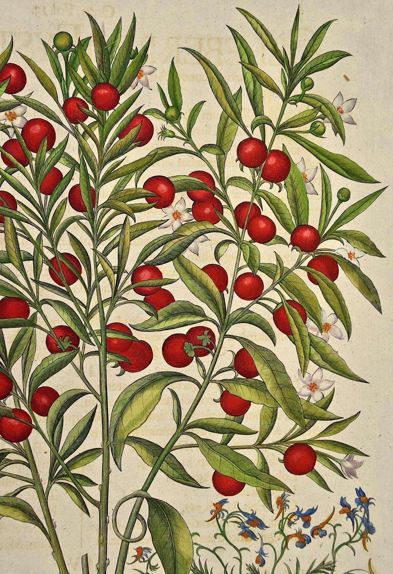 jerusalem cherry plant for sale