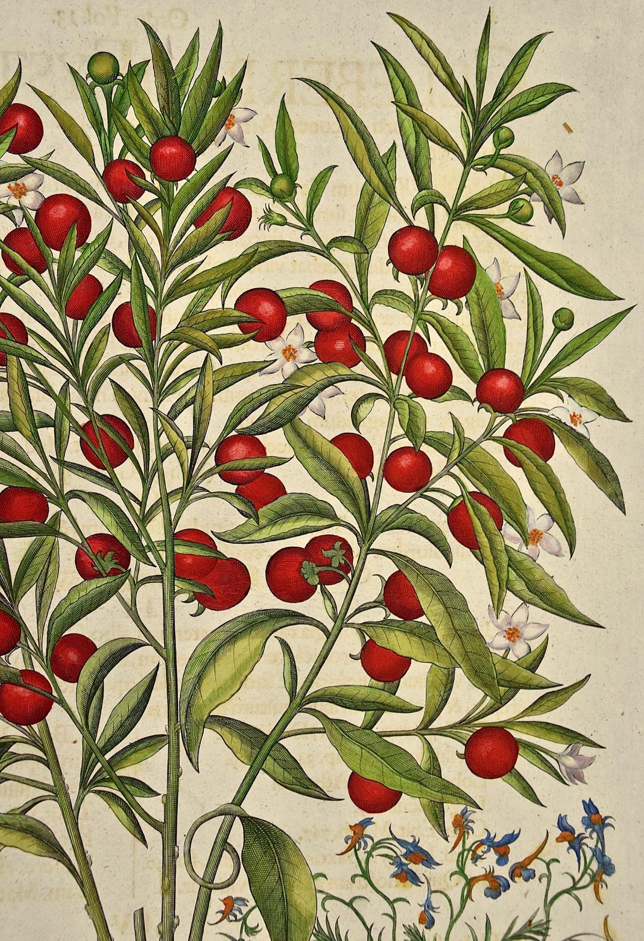 Jerusalem Cherry Plant For Sale