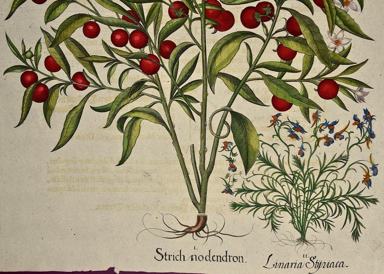 Basilius Besler Flowering Jerusalem Cherry Plants A Besler Handcolored Botanical Engraving